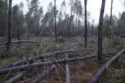 Landes en vigilance jaune orages : fortes pluies et grêle attendues