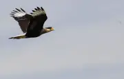 Le caracara de Darwin, un oiseau au cœur d'une alerte sanitaire mondiale