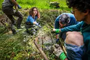 Le castor, ingénieur hydrologue, inspire la régénération des cours d'eau