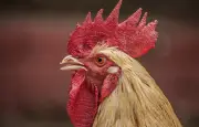 Le coq Kiki peut continuer à chanter : la cour d'appel de Dijon déboute les plaignants