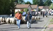 Le Festival nature de Blanquefort se termine par une transhumance de 80 brebis