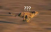 Le guépard n'est pas l'animal le plus rapide : découvrez les vrais champions