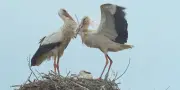 Le Sacre du printemps sur France TV : la nature en spectacle