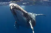 Les chants des baleines à bosse : une culture acoustique fascinante