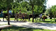 Les maternelles montent à poney au jardin Intergénérations