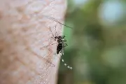 Les moustiques peuvent apprendre à ignorer le DEET, selon une étude