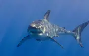 Les requins et éléphants : des sens cachés qui défient l'imagination