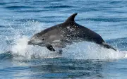Îles Salomon : retour de l'interdiction d'exporter des dauphins