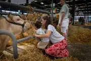 Les vaches et moutons du Salon de l'agriculture envahissent la Foire de Bordeaux