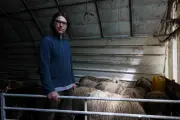 Levens : sangliers et loups, un casse-tête pour la commune