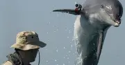 L'Iran menace d'utiliser des dauphins kamikazes dans le détroit d'Ormuz
