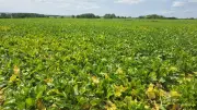Loi d'urgence agricole : l'acétamipride de retour au Parlement