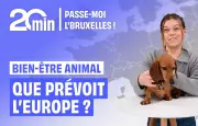 L'UE vote une loi historique pour protéger chats et chiens des dérives de l'élevage