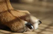 Lyon : un restaurant gastronomique pour chiens ouvre ses portes
