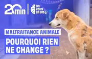 Maltraitance animale : pourquoi les sanctions restent insuffisantes en France ?