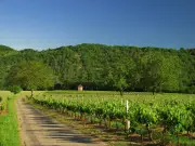 Marathon des vignobles de Cahors : plus de 1000 participants attendus le 31 mai