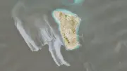 Marée noire massive au large de l'Iran : plus de 3000 barils en mer