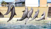 Marineland vise un transfert de ses orques et dauphins en Espagne