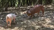 Mas del Fray : succès pour le repas à la ferme avec les cochons des Cévennes