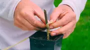 Maîtrisez le greffage des arbres fruitiers avec les conseils d'un expert landais