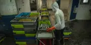 Méditerranée : des poissons trop petits toujours vendus dans les criées