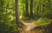 Miracle en Roumanie : un enfant de 5 ans retrouvé après 42 heures dans une forêt