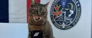 Moustache, le chat gendarme star des réseaux sociaux au Vigan