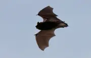 Moustiques : la chauve-souris, alliée naturelle pour les réguler