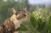 Muguet du 1er mai : une plante festive mais toxique pour les animaux