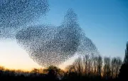 Murmurations d'étourneaux : une coordination collective sans chef