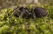 Mygales en France : des espèces méconnues en métropole