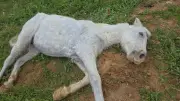 Neuf jours d'enfer après la mort de son cheval près de Montpellier