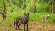 Nocturne l'Appel du Loup : une expérience unique à l'Espace Rambouillet