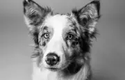 Non, les chiens ne voient pas en noir et blanc : voici pourquoi