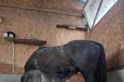 Nouvelle écurie à Malaussène : balades à cheval et poney au cœur du village