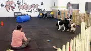 Oise : le premier parc d'attractions pour chiens ferme déjà ses portes