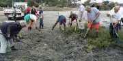 Opération d'arrachage de spartines anglaises sur les plages du Bassin