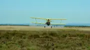 Opérations spéciales contre l'invasion de moustiques dans l'Hérault