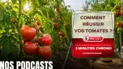 Podcast : nos astuces pour cultiver de belles tomates chez vous