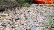 Pollution meurtrière dans le Loiret : des centaines de kilos de poissons décimés