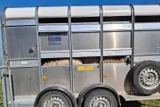 Polémique à Saint-Vallier : brebis maltraitées ? L'éleveur réfute
