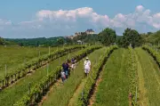 Portes ouvertes au domaine de la Tuque : vins bio et cépages anciens