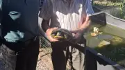 Portes ouvertes au refuge Tortues Passion à Vergèze ce dimanche