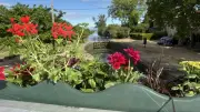 Portiragnes : le canal du Midi se pare de ses plus belles fleurs