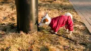 Pourquoi ne pas laisser son chien uriner sur un lampadaire ?