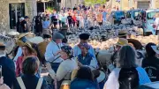 Première transhumance festive à Nages-et-Solorgues avec 250 brebis