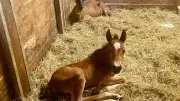 Qlor, poulain orphelin, adopté par Tourtel, une chèvre maternelle dans l'Oise
