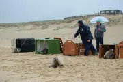 Quatre jeunes phoques gris relâchés dans les Landes après des mois de soins