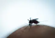 Éradication des moustiques : le débat scientifique et éthique relancé