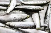 Rappel de sardines pour risque d'intoxication à l'histamine